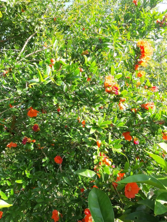 הוילה Casamassella Da Nonna Cosimina מראה חיצוני תמונה